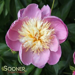 Paeonia x 'Bowl of Beauty'