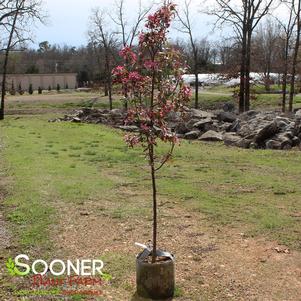 Malus x 'Prairifire'