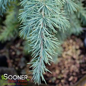 Cedrus deodara 'Devinely Blue'