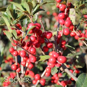 Ilex verticillata 'Red Sprite'
