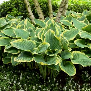 Hosta fluctuans 'Sagae'