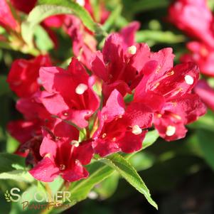 Weigela florida 'Verweig 6'