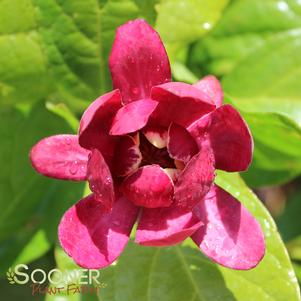 Calycanthus x 'Aphrodite'