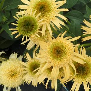 Echinacea x 'Secret Joy'