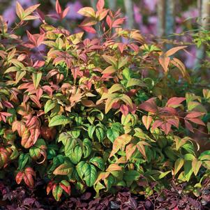 Nandina domestica 'AKA'