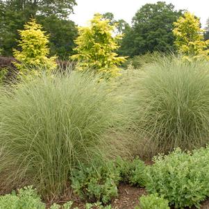 Miscanthus sinensis 'Morning Light'