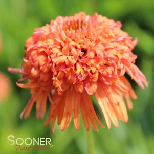 Echinacea x 'Colorburst Orange'