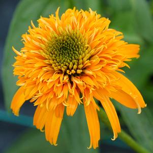 Echinacea x 'Secret Glow'