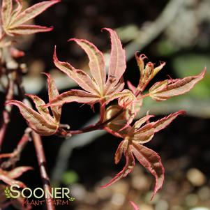 Acer palmatum 'Geisha Gone Wild'
