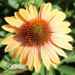 Echinacea x 'Big Kahuna'