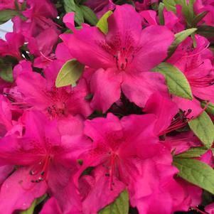 Rhododendron azalea x 'RLH1-13P11'