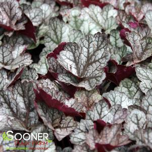 Heuchera x 'Glitter'