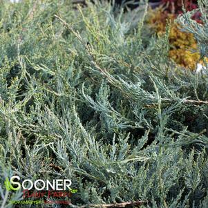 Juniperus virginiana 'Greguard'