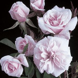 Rosa species 'Cecile Bruner'