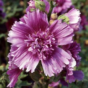 Alcea rosea 'Queeny Purple'