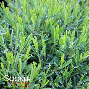 Hypericum kalmianum 'PIIHYP-I'