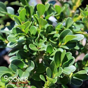 Buxus microphylla 'Green Beauty'