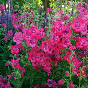 Penstemon x 'Cha Cha Hot Pink'