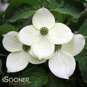 Cornus kousa 'Milky Way'