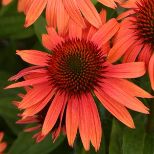 Echinacea x 'Sunset'