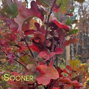 Quercus x 'Scarlet Letter'