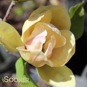 Magnolia x 'Sunsation'