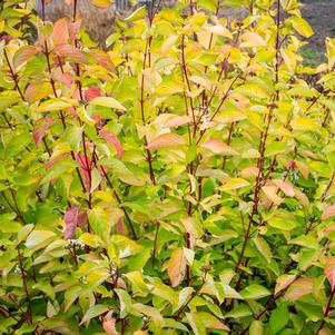 Cornus alba 'Prairie Fire'