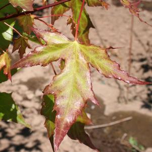 Acer truncatum 'WF-AT1'