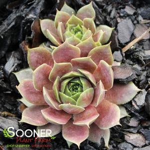 Sempervivum tectorum 'Red Heart'