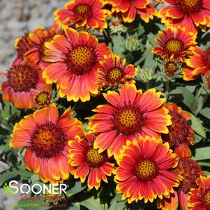 Gaillardia grandiflora 'Arizona Sun'