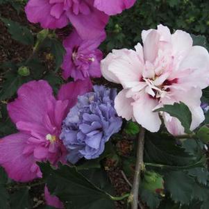 Hibiscus syriacus 'DS01BS/DSOPS/DSO3RS'