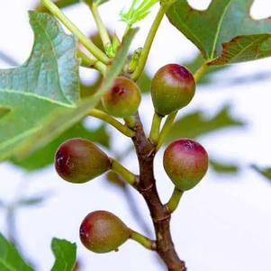 Ficus carica 'Majoam'