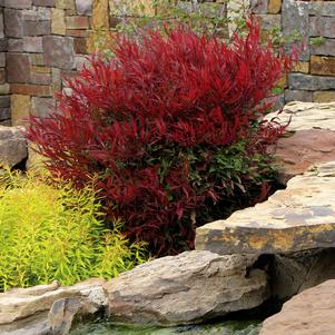 Nandina domestica 'Burgundy Wine'