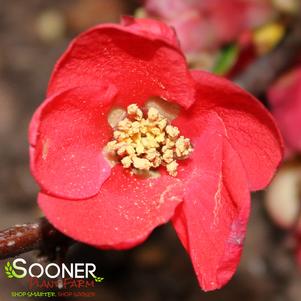 Chaenomeles speciosa 'Spitfire'