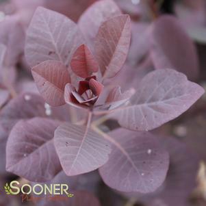 Cotinus coggygria 'NCCO1'