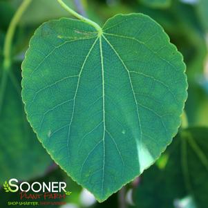 Cercidiphyllum japonicum 'Morioka Weeping'