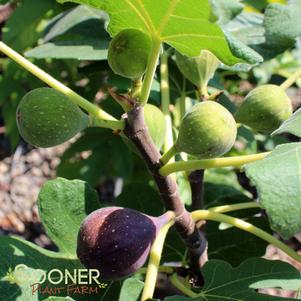 Ficus carica 'Chicago Hardy'