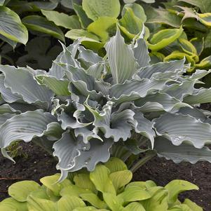 Hosta x 'Waterslide'