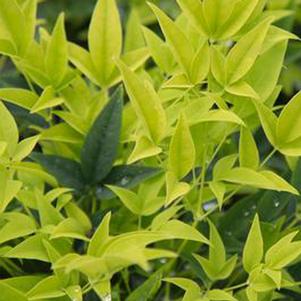 Nandina domestica 'Lemon Lime'