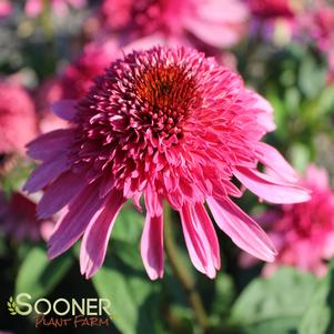 Echinacea x 'Supreme Elegance'