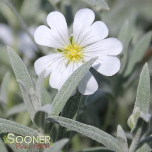 Cerastium tomentosum 'Snow in Summer'