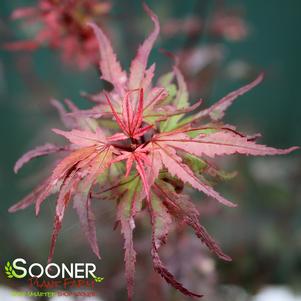 Acer palmatum 'Kuro Hime'