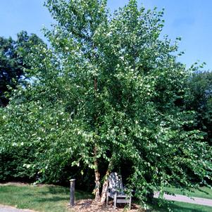 Betula nigra ''