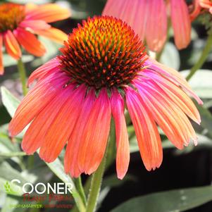 Echinacea x 'Rainbow Marcella'
