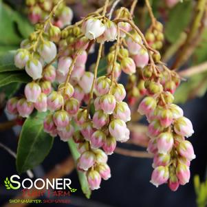 Pieris japonica 'FARROWPJRF'