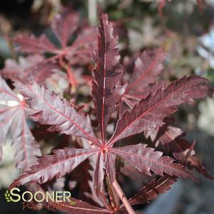 Acer palmatum linearilobum 'Beni Chaparrito'