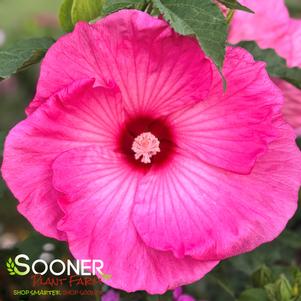 Hibiscus x 'Airbrush Effect'