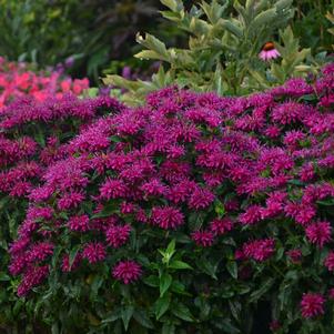 Monarda x 'Grape Gumball'