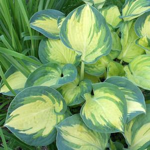 Hosta x 'Beach Boy'