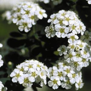 Spiraea nipponica 'Snowmound'